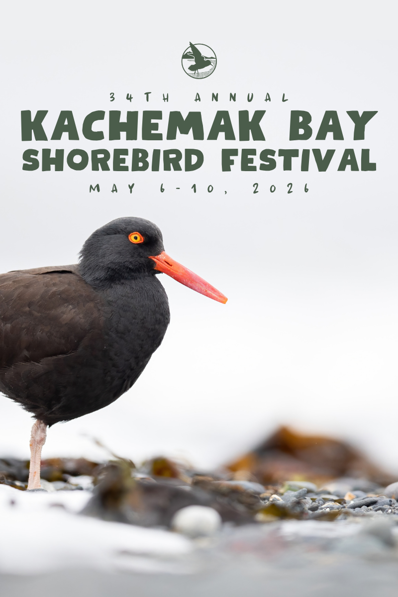 Kachemak Bay Shorebird Festival Website Headers 2025 and 2026 (800 x 1200 px)